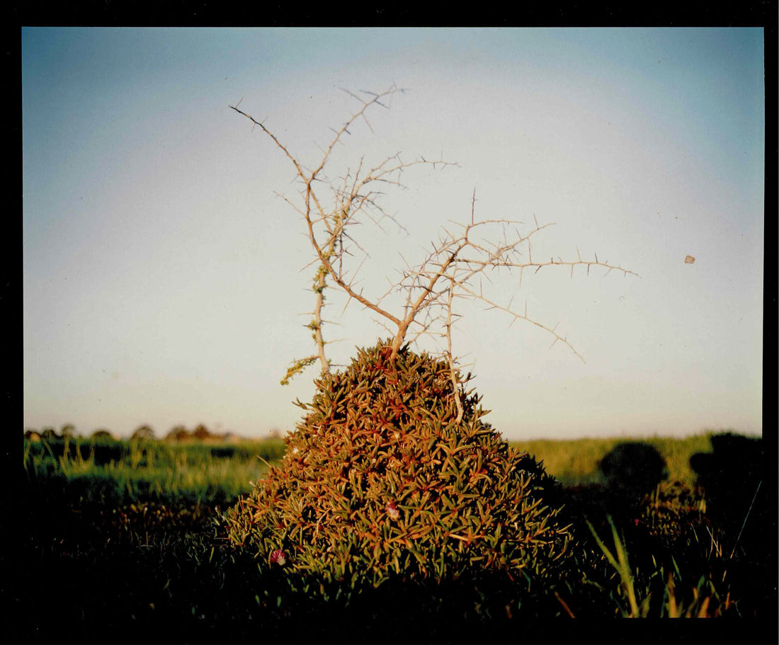 Magic Dirt : Young and Full of the Devil