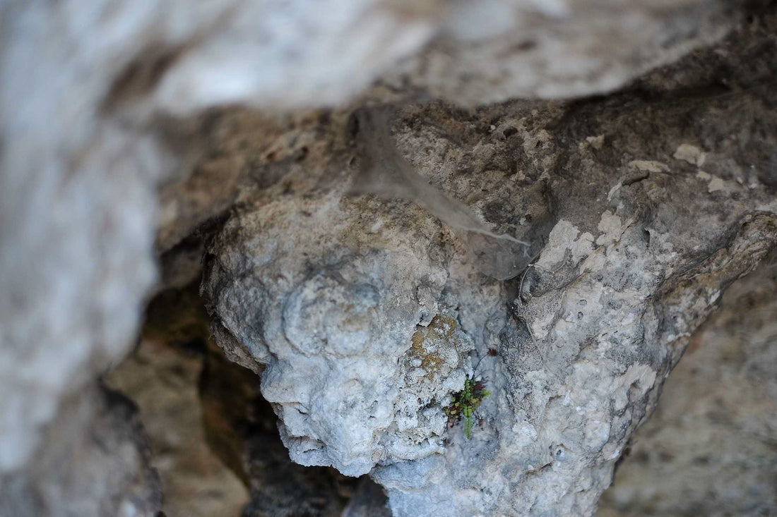 La Grotte Chauvet-Pont-d'Arc