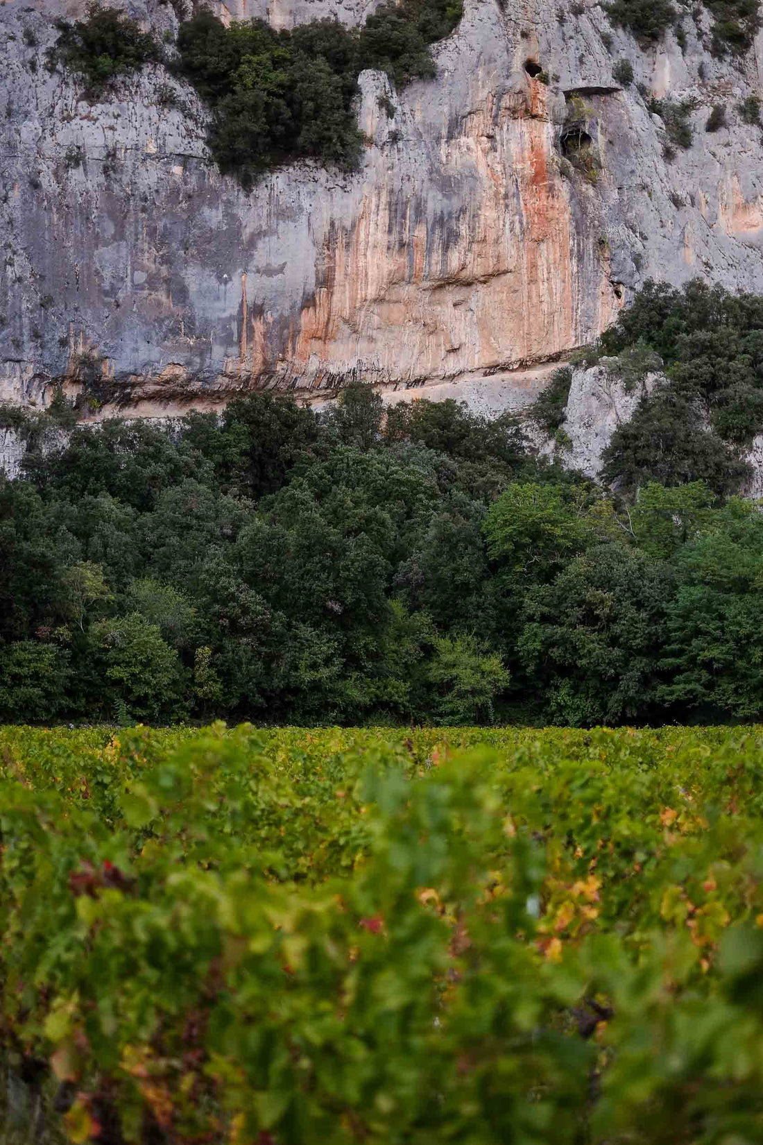 La Grotte Chauvet-Pont-d'Arc