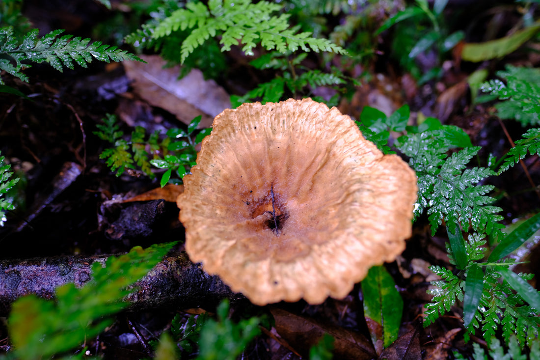 Belly of the World Big Scrub Mushroom Meander