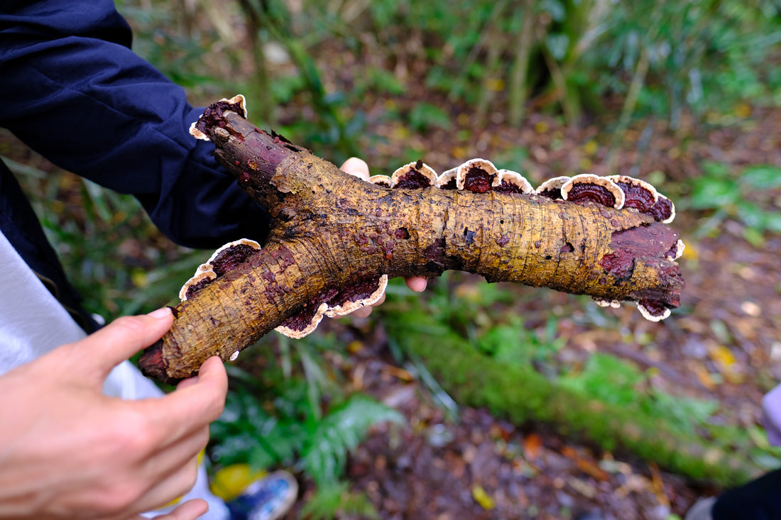 Belly of the World Big Scrub Mushroom Meander