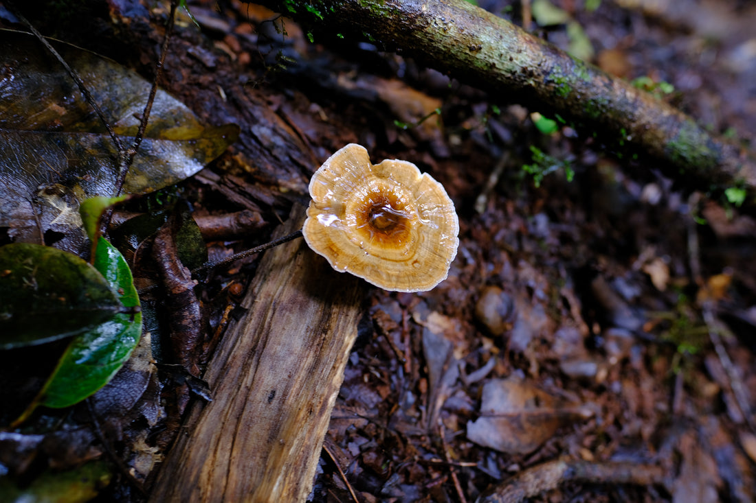 Belly of the World Big Scrub Mushroom Meander