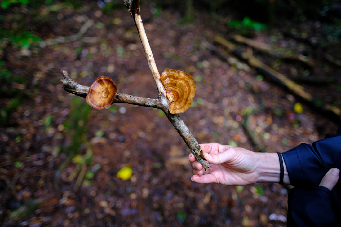 Belly of the World Big Scrub Mushroom Meander