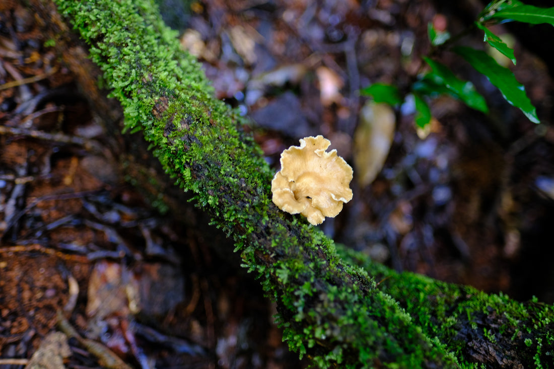 Belly of the World Big Scrub Mushroom Meander