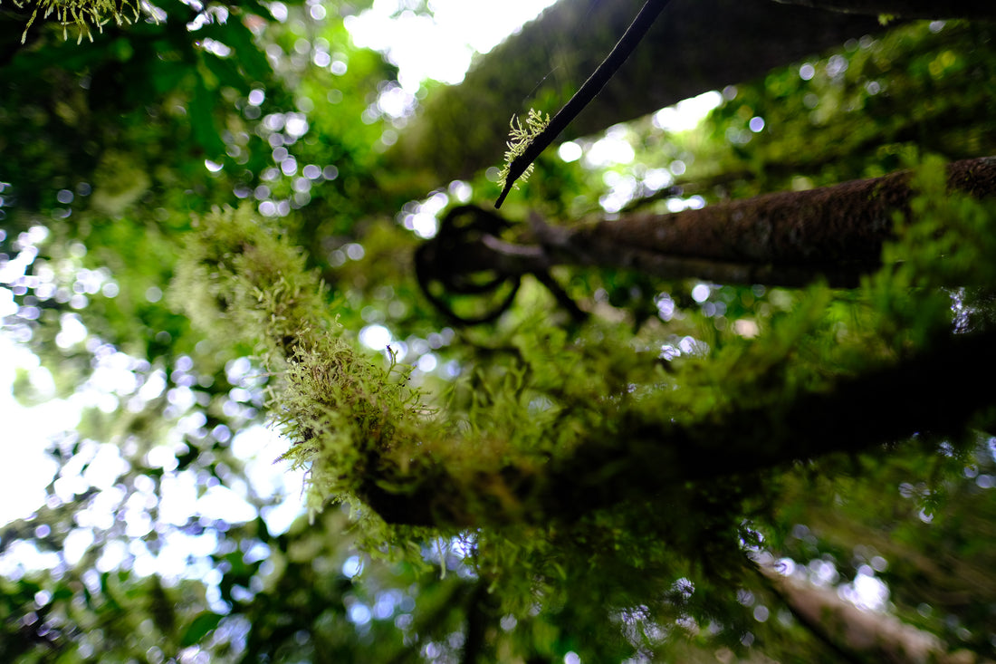 Belly of the World Big Scrub Mushroom Meander