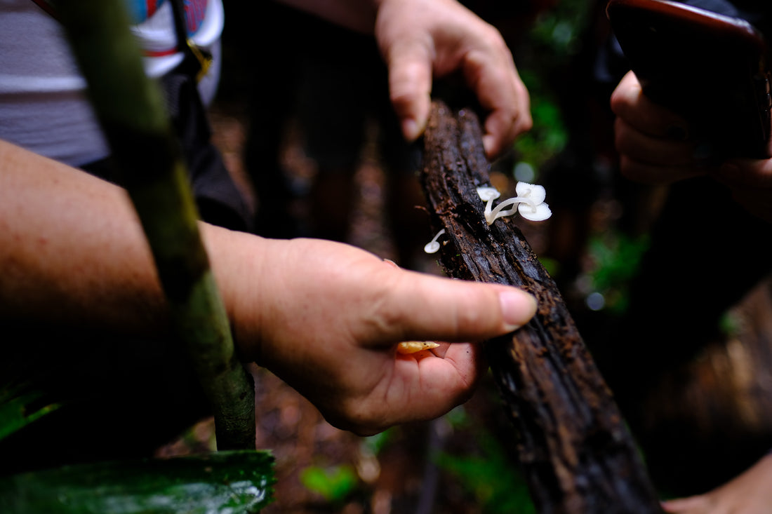 Belly of the World Big Scrub Mushroom Meander