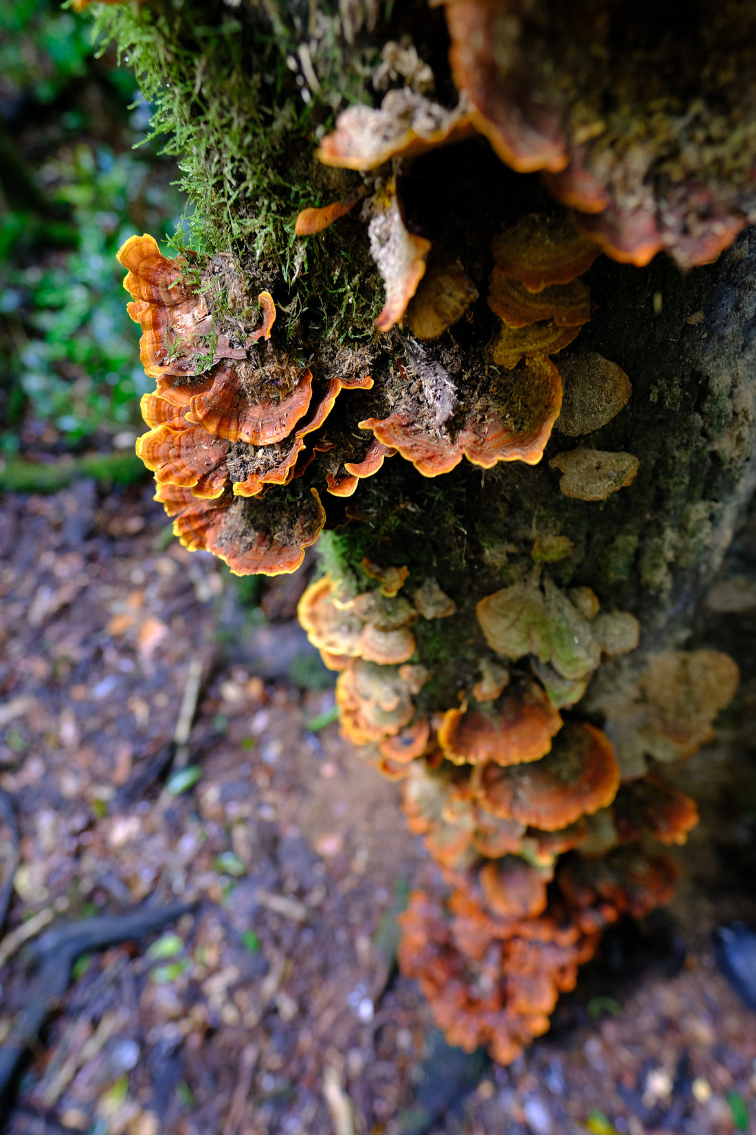 Belly of the World Big Scrub Mushroom Meander