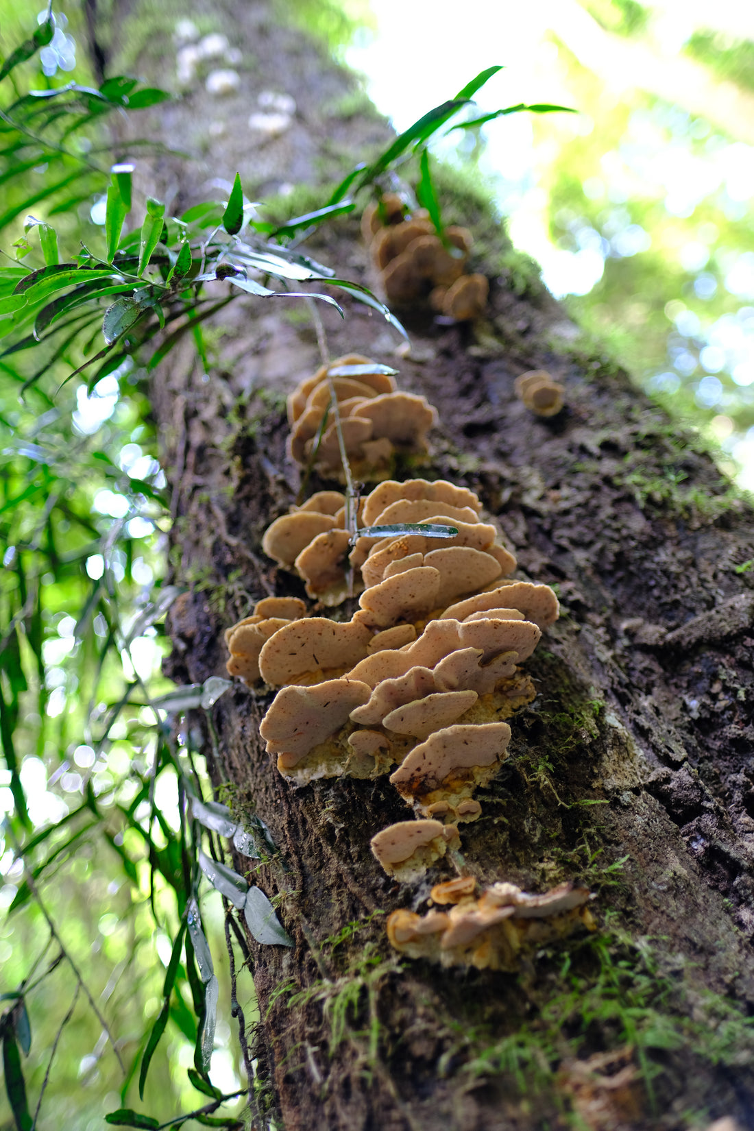 Belly of the World Big Scrub Mushroom Meander