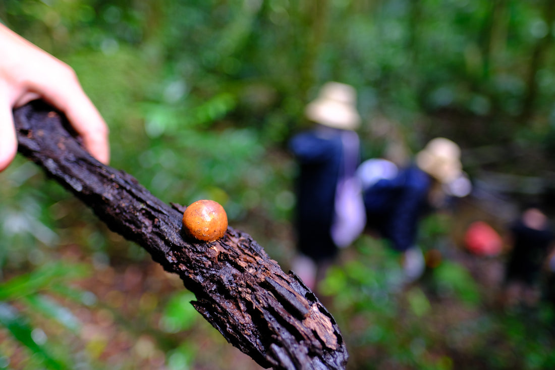 Belly of the World Big Scrub Mushroom Meander