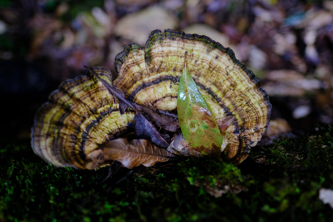 Belly of the World Big Scrub Mushroom Meander