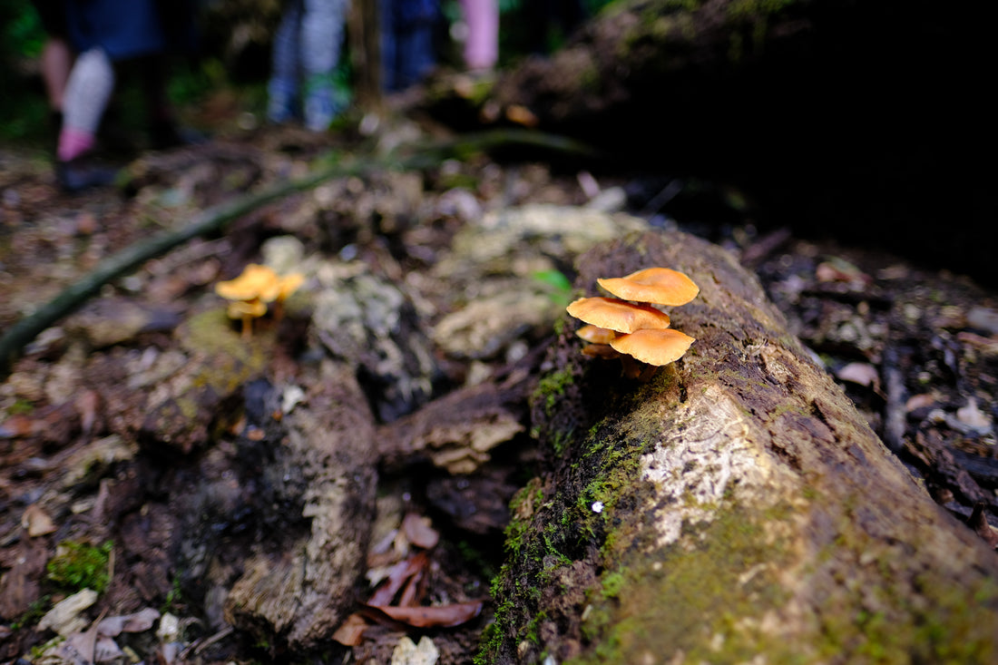 Belly of the World Big Scrub Mushroom Meander