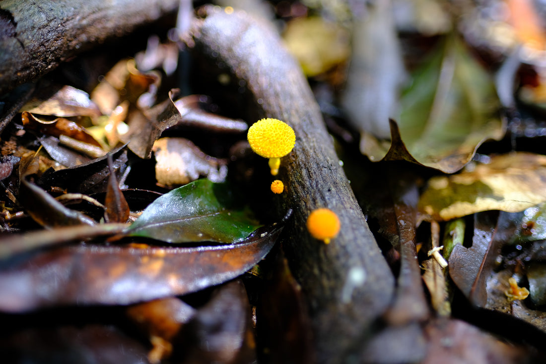 Belly of the World Big Scrub Mushroom Meander