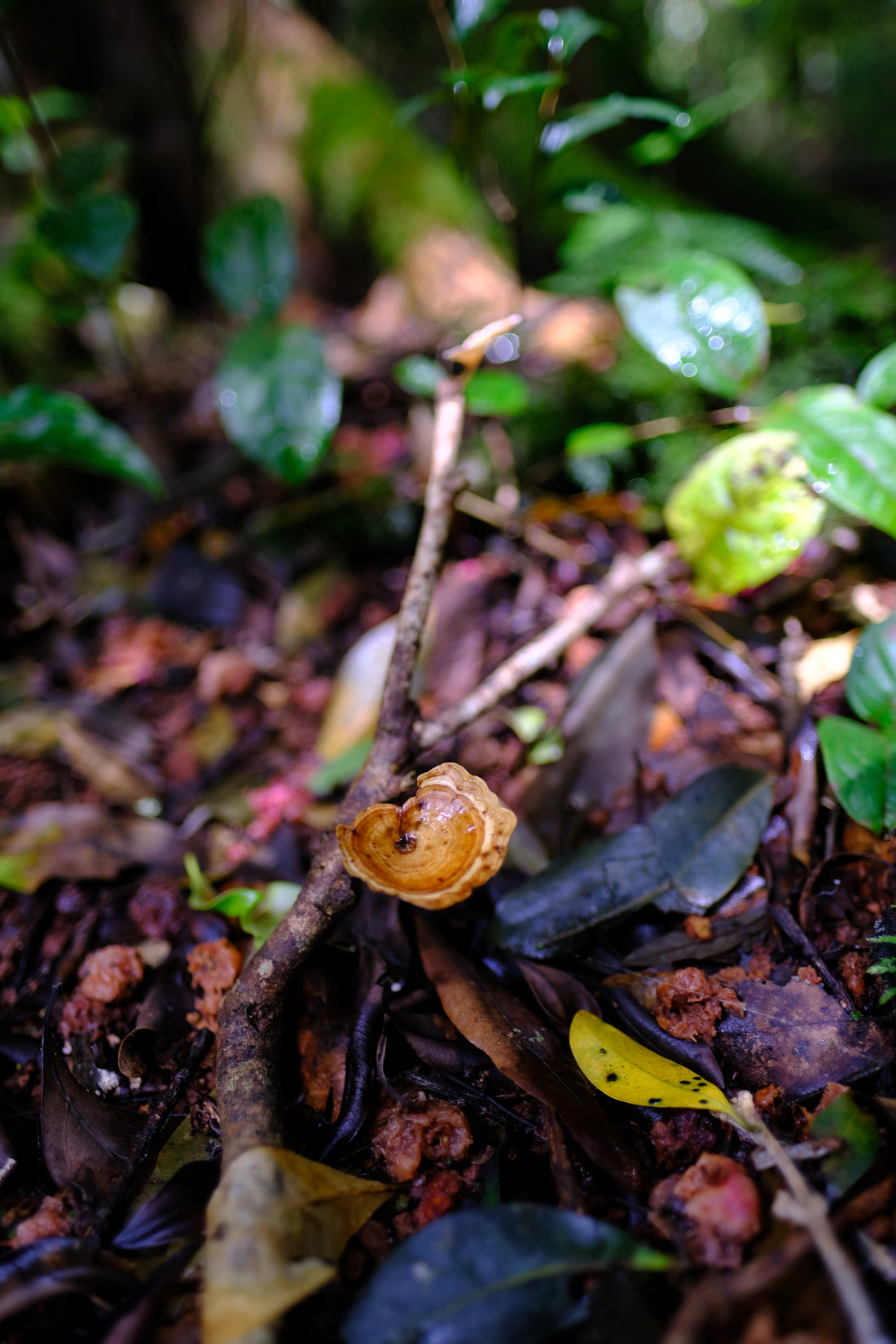 Belly of the World Big Scrub Mushroom Meander