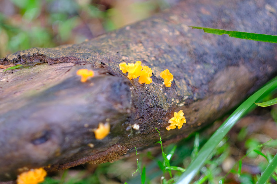 Belly of the World Big Scrub Mushroom Meander