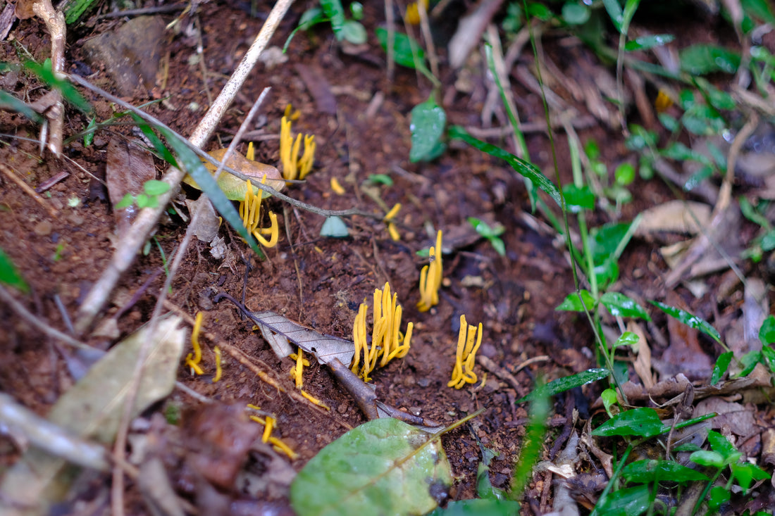 Belly of the World Big Scrub Mushroom Meander