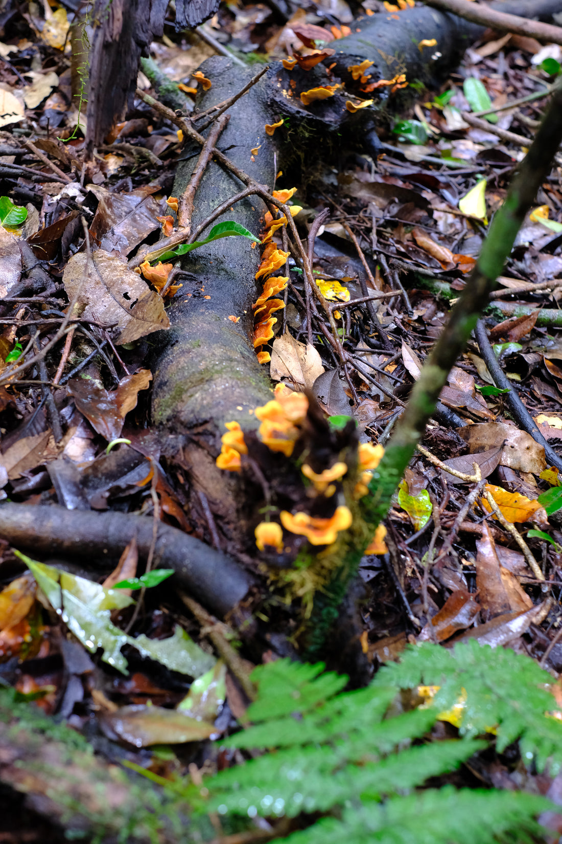 Belly of the World Big Scrub Mushroom Meander
