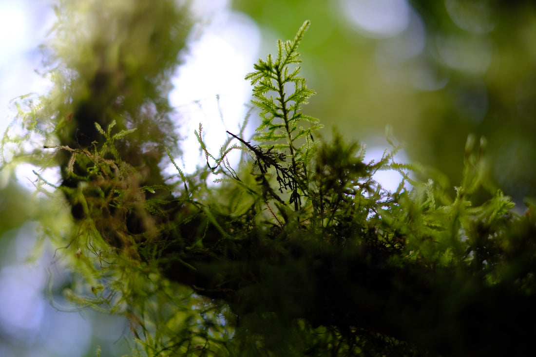 Belly of the World Big Scrub Mushroom Meander