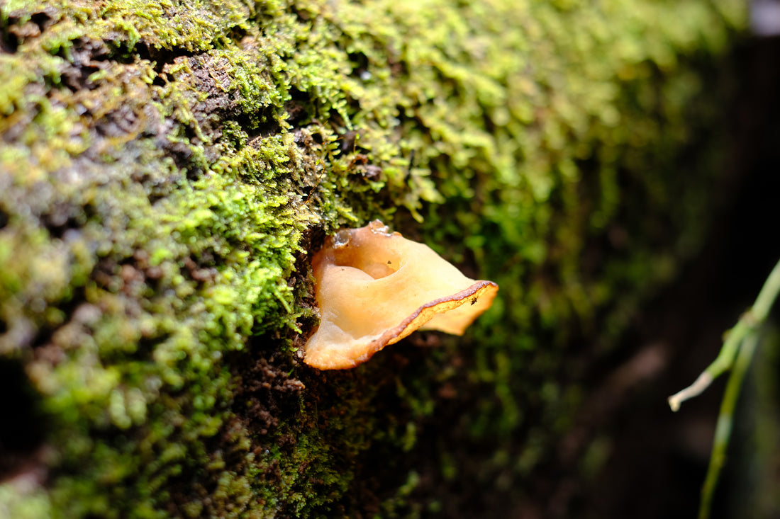 Belly of the World Big Scrub Mushroom Meander