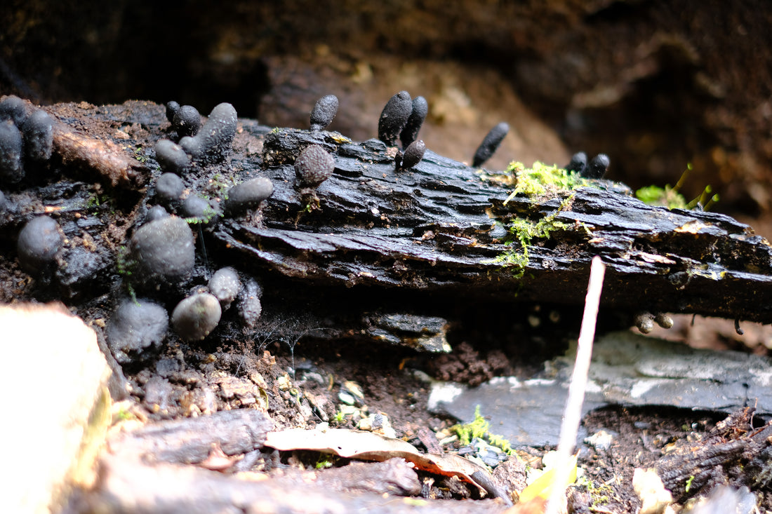 Belly of the World Big Scrub Mushroom Meander