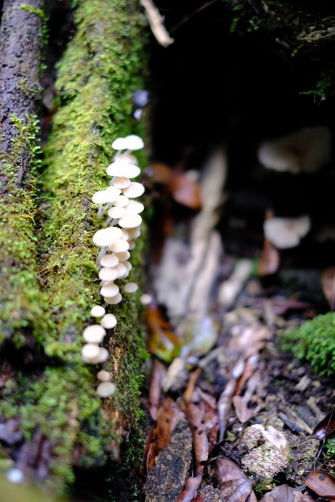 Belly of the World Big Scrub Mushroom Meander