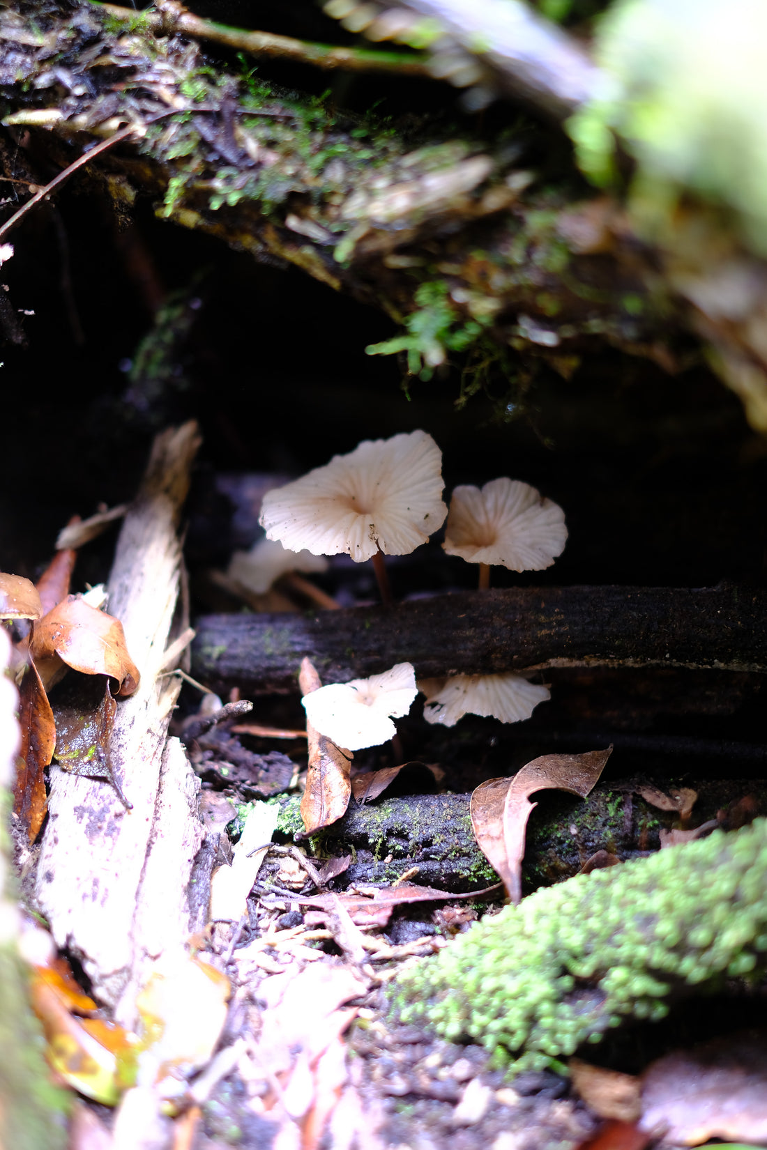 Belly of the World Big Scrub Mushroom Meander