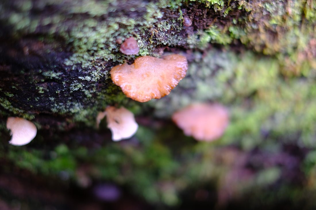Belly of the World Big Scrub Mushroom Meander