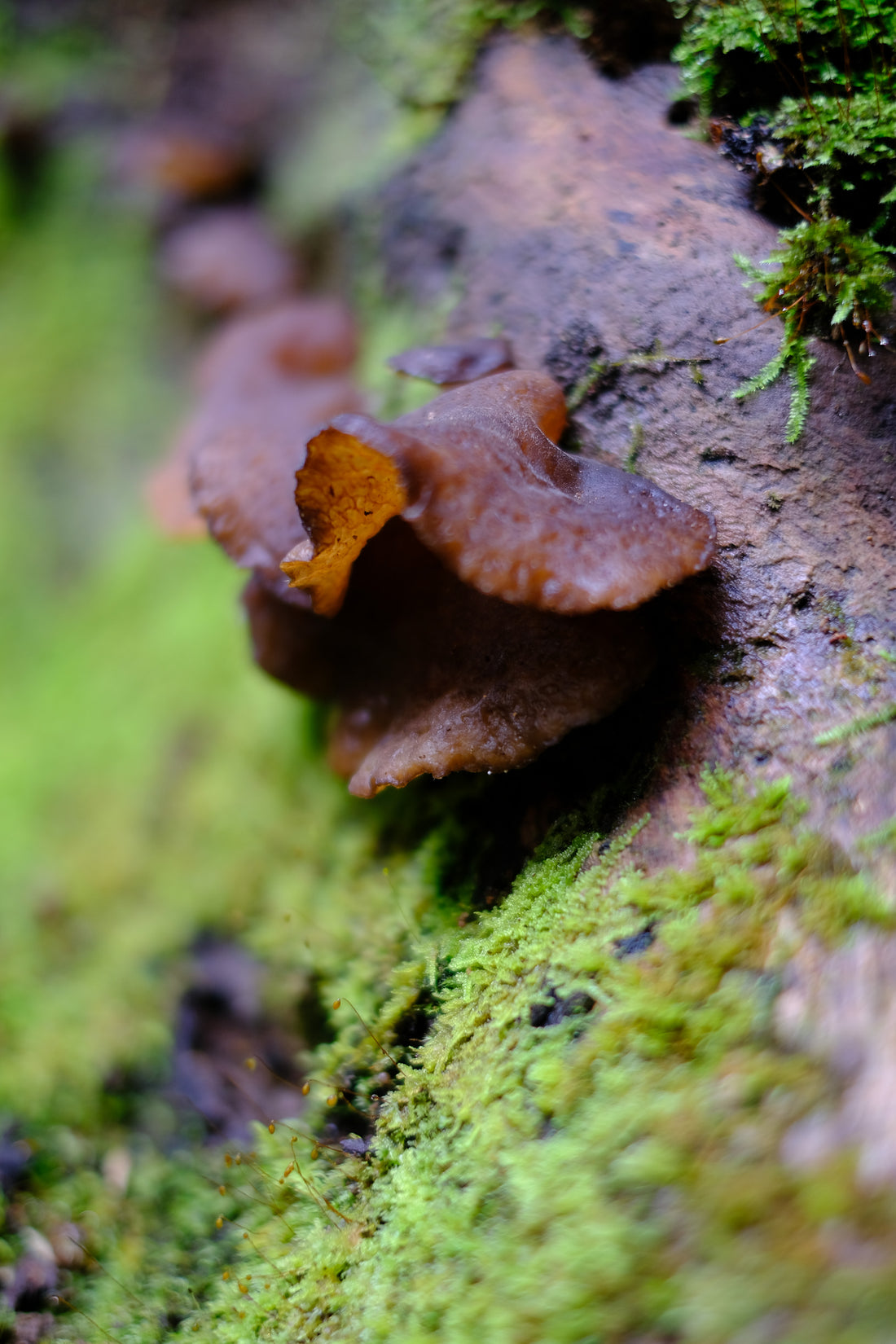 Belly of the World Big Scrub Mushroom Meander