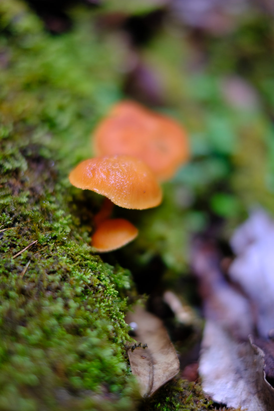 Belly of the World Big Scrub Mushroom Meander
