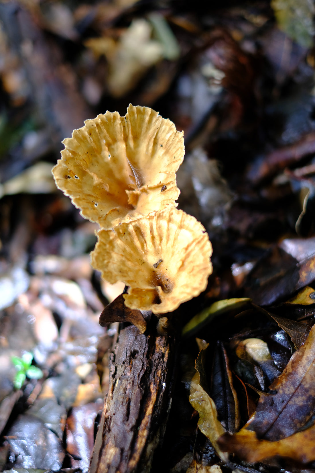 Belly of the World Big Scrub Mushroom Meander
