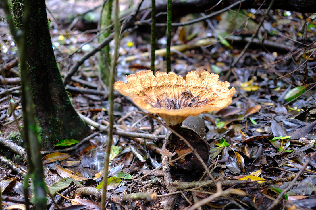 Belly of the World Big Scrub Mushroom Meander