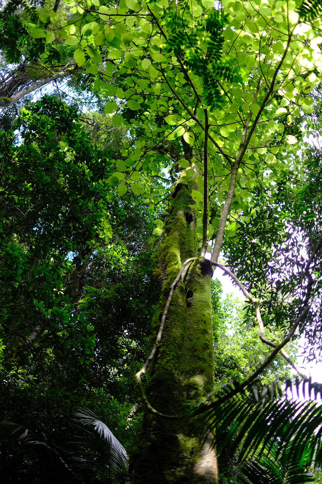 Belly of the World Big Scrub Mushroom Meander