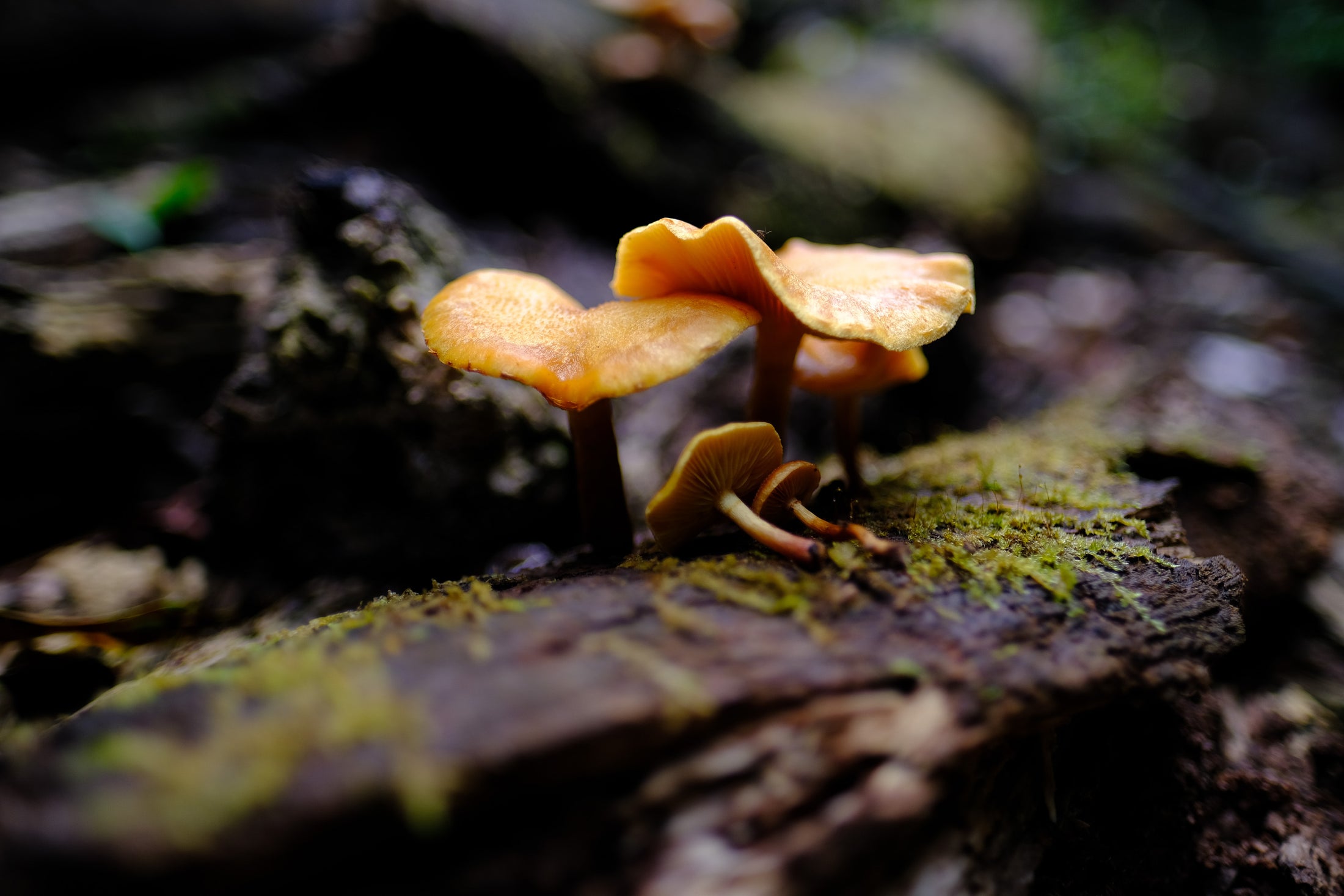 Belly of the World Big Scrub Mushroom Meander
